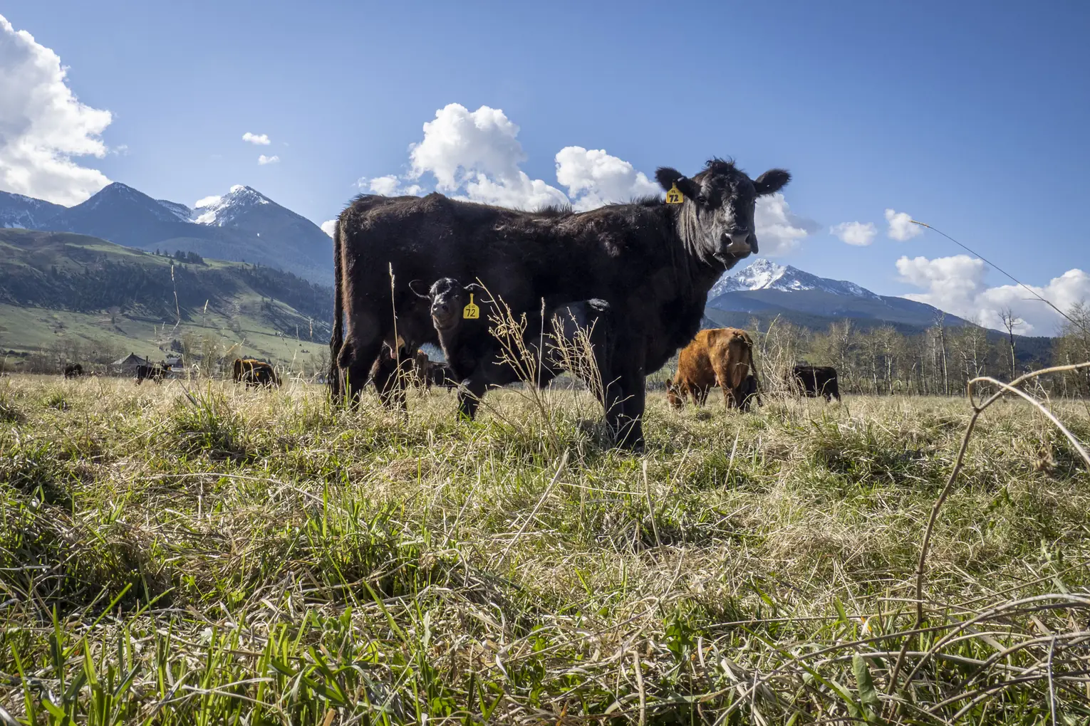 A tagged black cow standing in rough spring grass with snow
                    still on the mountains behind her.