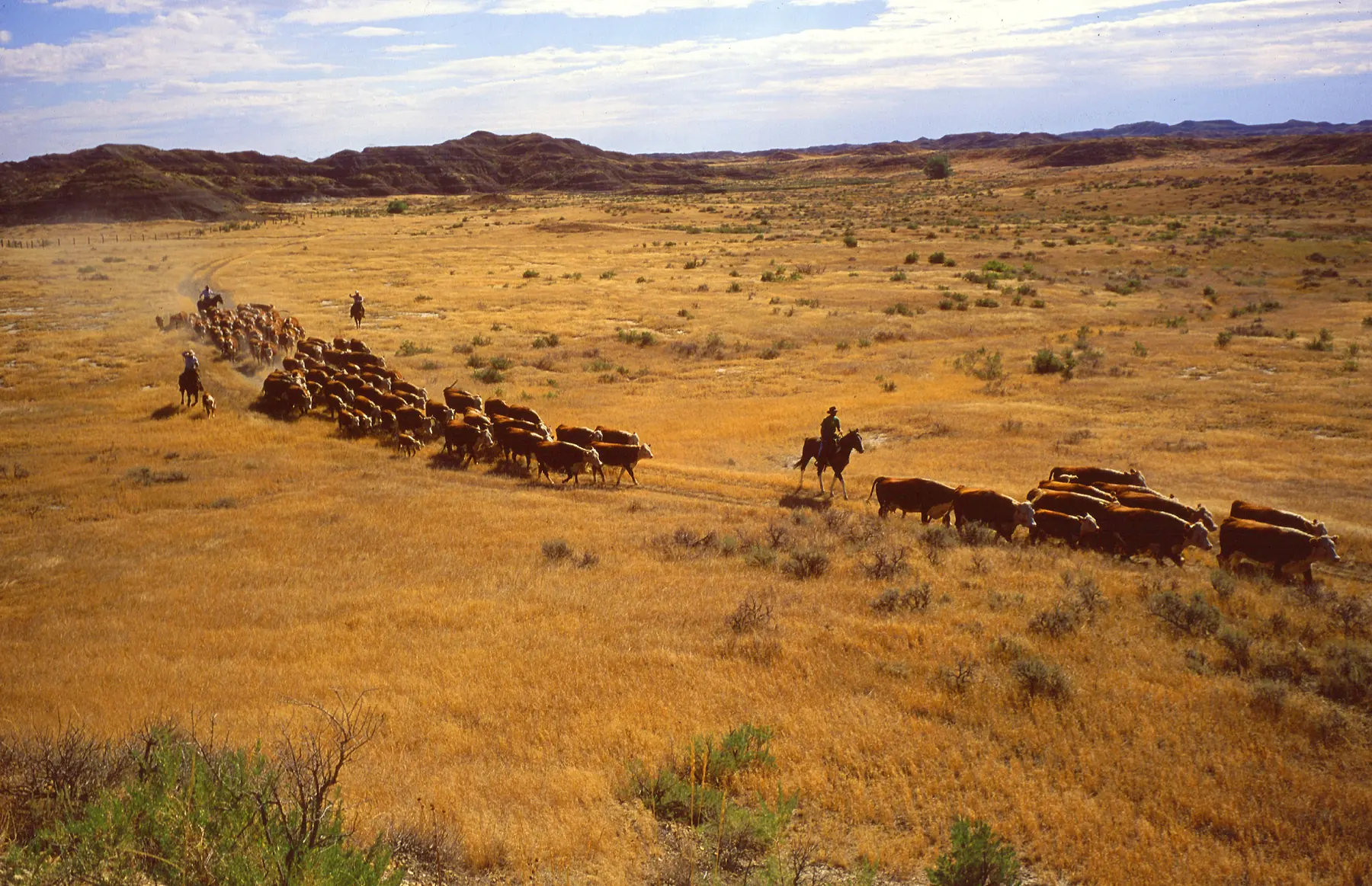 Riders bringing a herd of cattle across open Montana rangeland.