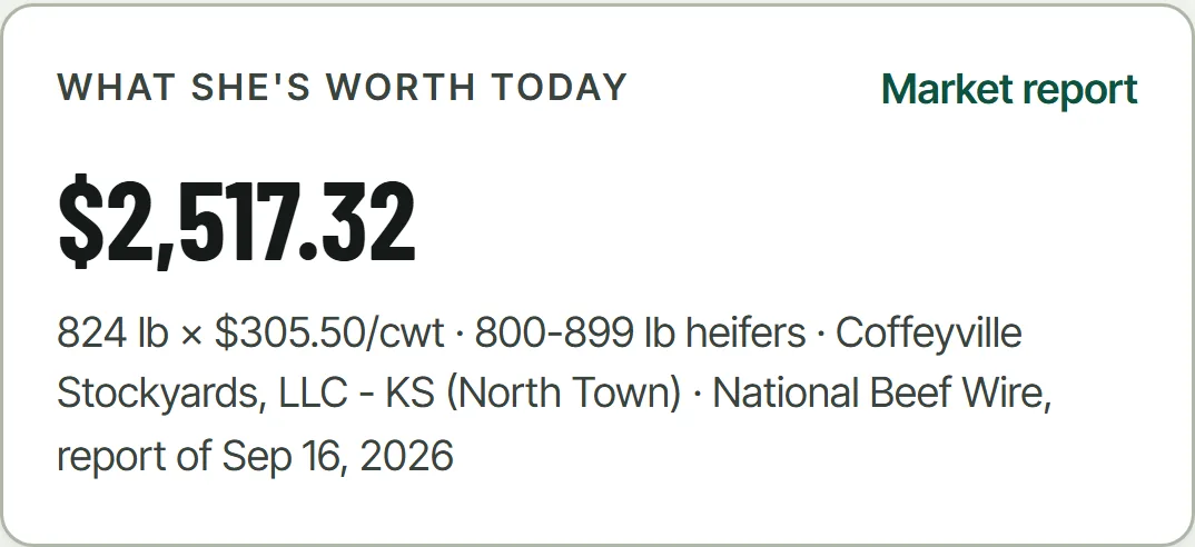 Demo heifer valued at $2,517.32 from 824 pounds and $305.50 per hundredweight, with the market source and report date.
